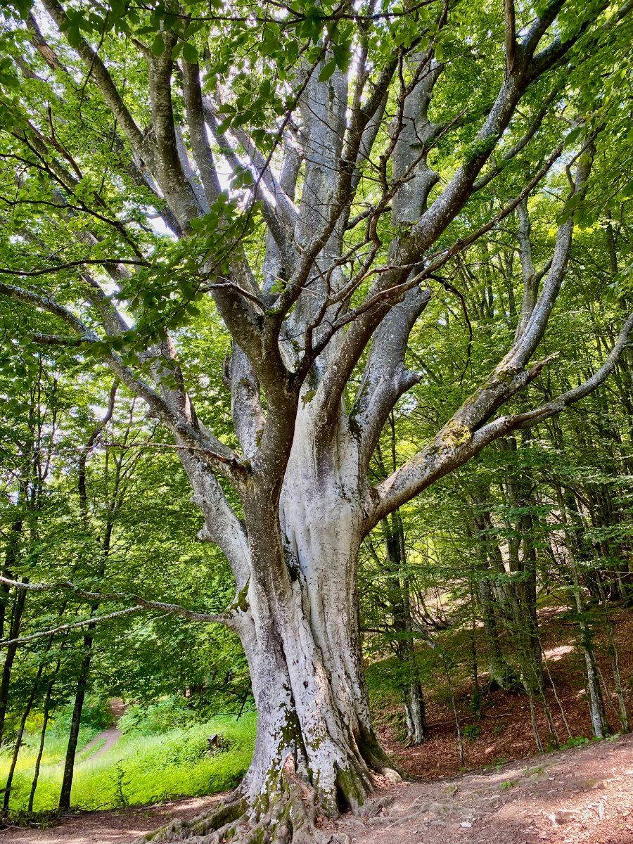Trekking panoramico: in cima al Monte Caio Trekking panoramico: in cima al Monte Caio desktop picture