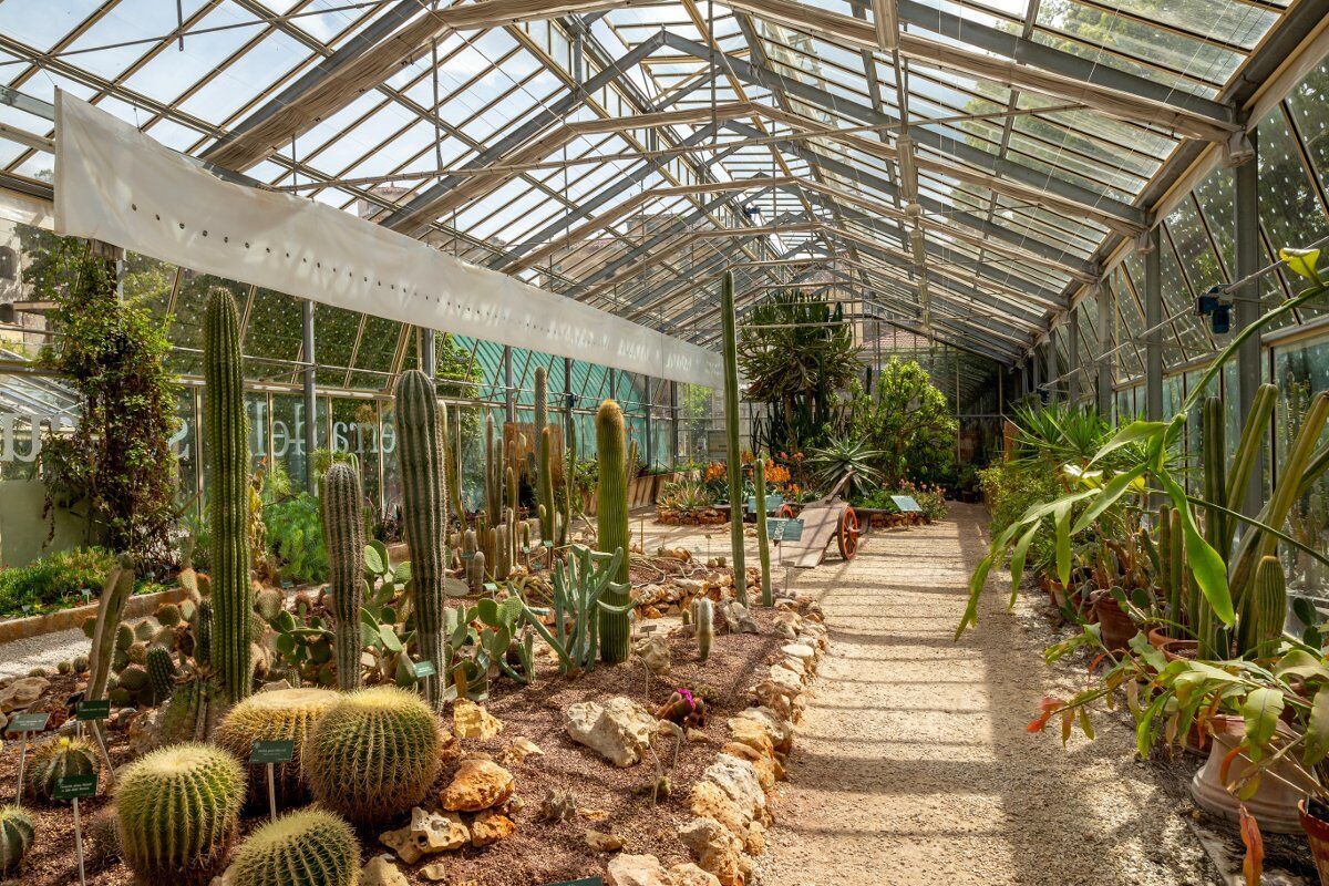 Visita all'Orto Botanico di Pisa e Aperitivo con giochi da tavolo Visita all'Orto Botanico di Pisa e Aperitivo con giochi da tavolo desktop picture