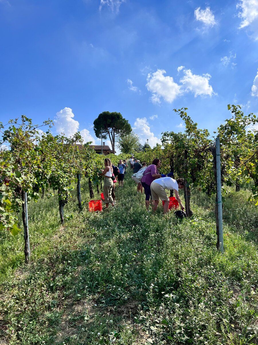 Sessione di Vendemmia con pranzo alle porte di Padova desktop picture