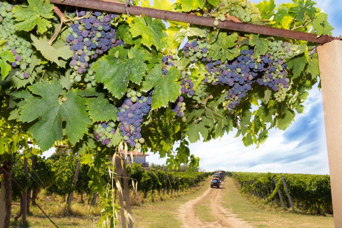 Sessione di Vendemmia con pranzo alle porte di Padova desktop picture