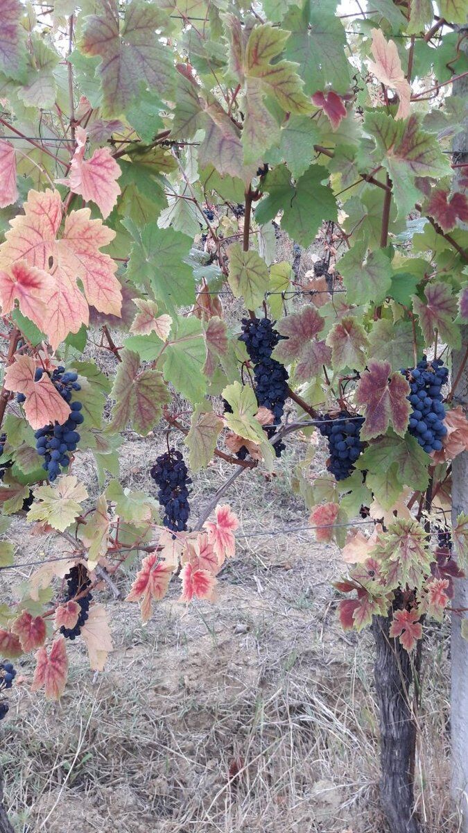 Sessione di Vendemmia con pranzo alle porte di Padova desktop picture