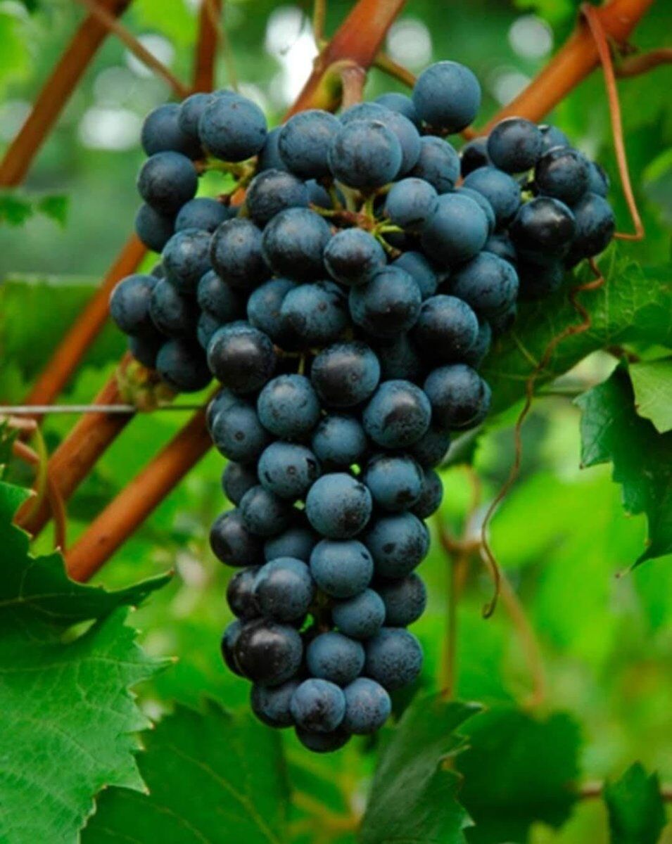 Sessione di Vendemmia con pranzo alle porte di Padova Sessione di Vendemmia con pranzo alle porte di Padova desktop picture