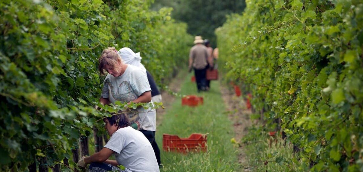 Sessione di Vendemmia con pranzo alle porte di Padova desktop picture