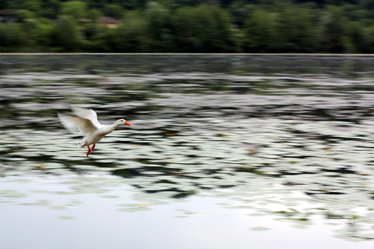 Escursione al Lago di Fimon alla scoperta della biodiversità Escursione al Lago di Fimon alla scoperta della biodiversità desktop picture