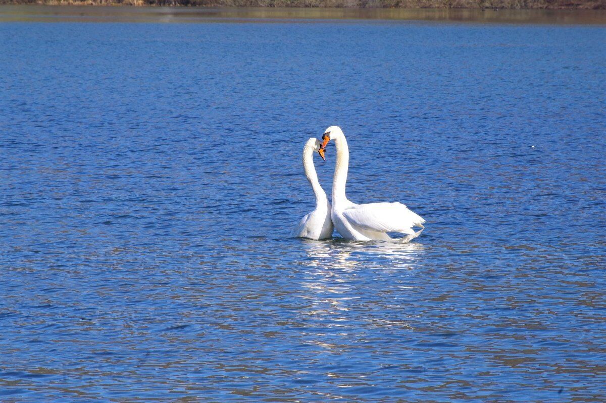 Escursione al Lago di Fimon alla scoperta della biodiversità desktop picture