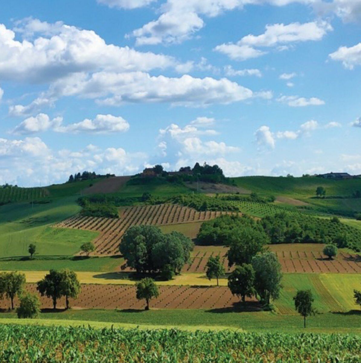 Tour in Vespa tra le colline del Monferrato desktop picture