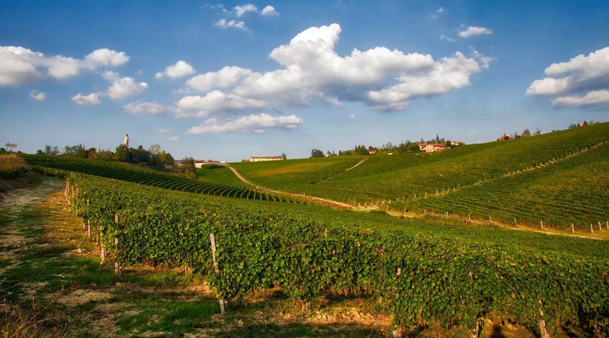 Camminata tra i colli tortonesi tra vigneti, boschetti e frutteti Camminata tra i colli tortonesi tra vigneti, boschetti e frutteti desktop picture