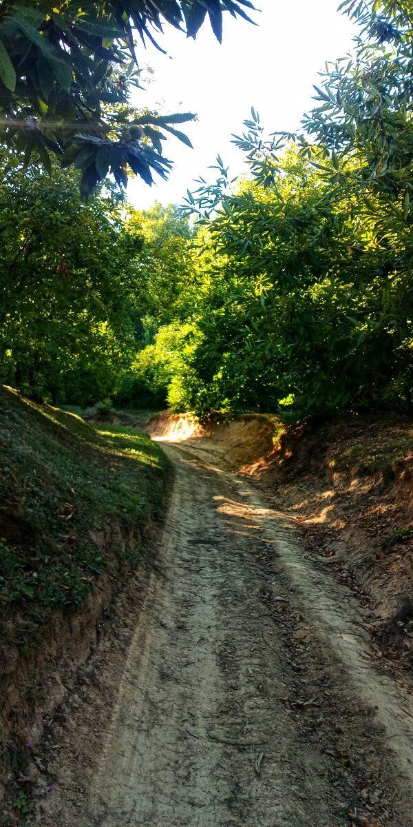 Escursione tra natura e murales nei dintorni di Tolè Escursione tra natura e murales nei dintorni di Tolè desktop picture