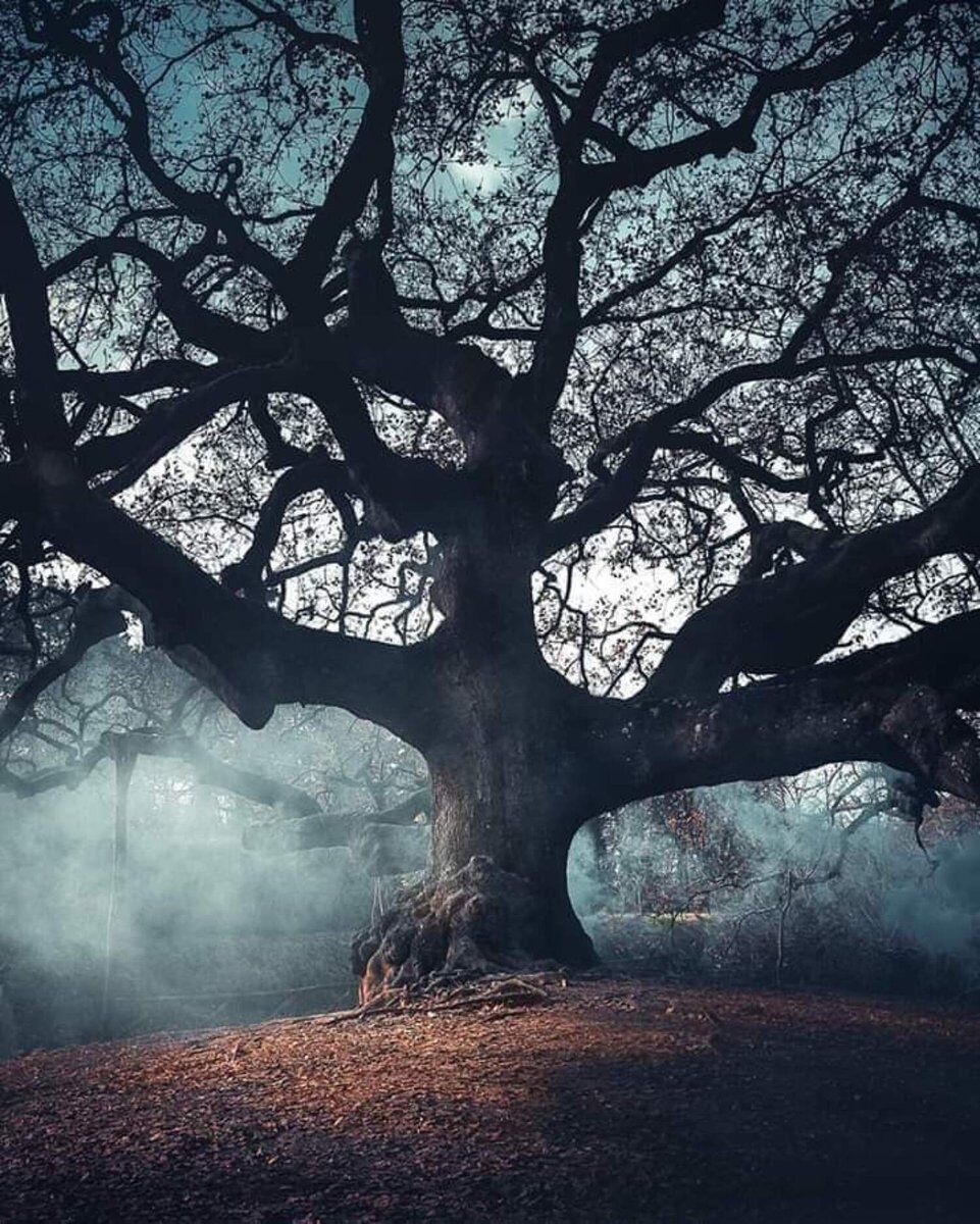 La Quercia delle Streghe e i Sapori d'Autunno a Montecarlo di Lucca La Quercia delle Streghe e i Sapori d'Autunno a Montecarlo di Lucca desktop picture