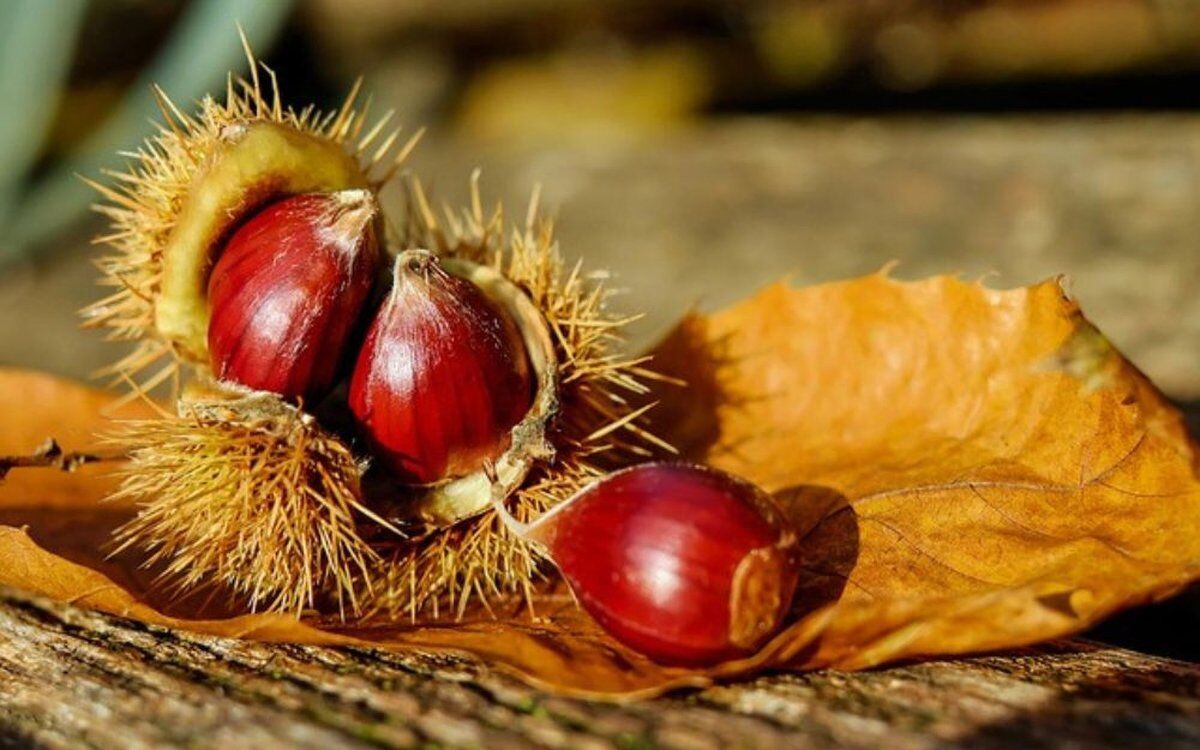 Colori e sapori d'autunno. Trekking e castagne. Colori e sapori d'autunno. Trekking e castagne. desktop picture