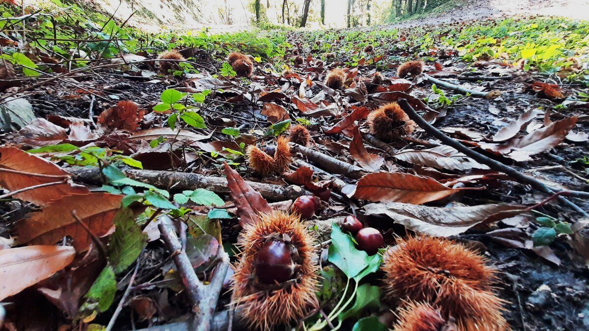 Colori e sapori d'autunno. Trekking e castagne. Colori e sapori d'autunno. Trekking e castagne. desktop picture