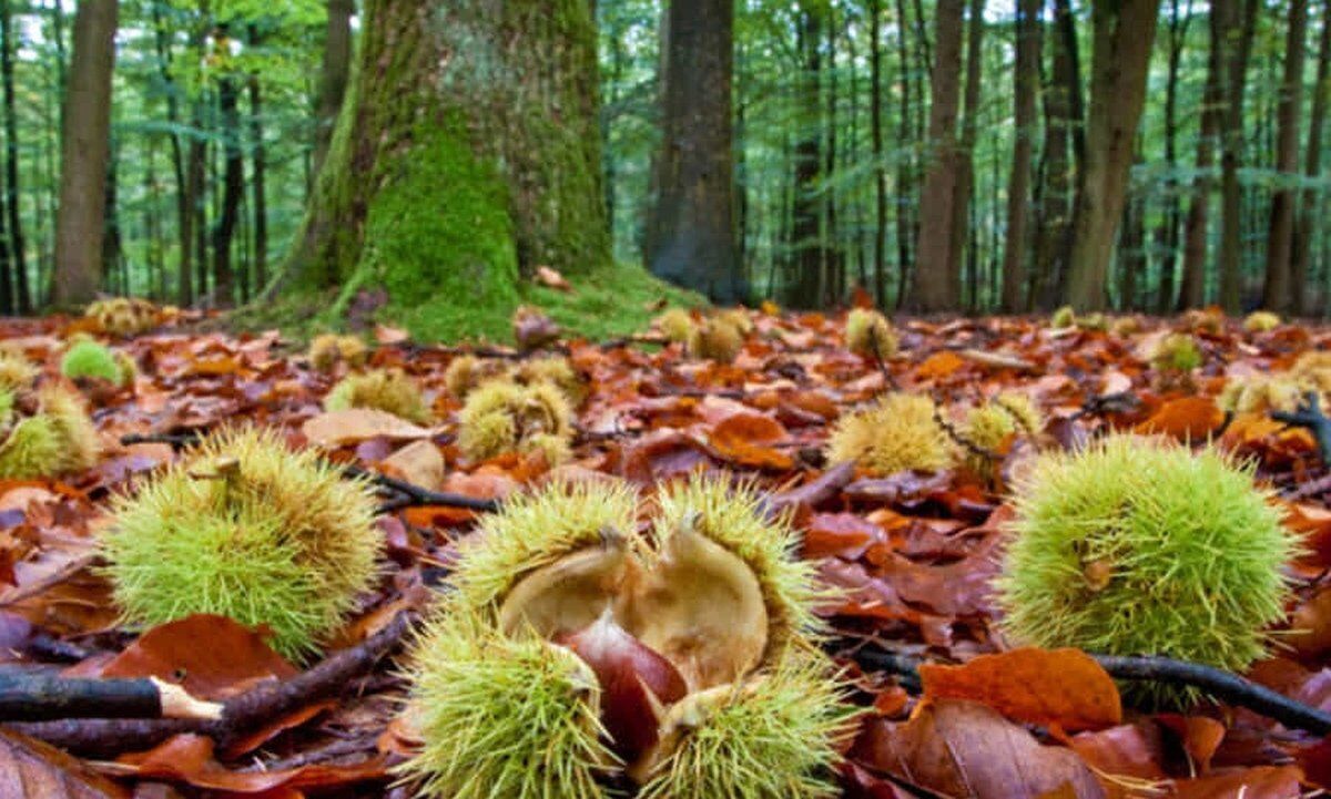 Colori e sapori d'autunno. Trekking e castagne. Colori e sapori d'autunno. Trekking e castagne. desktop picture