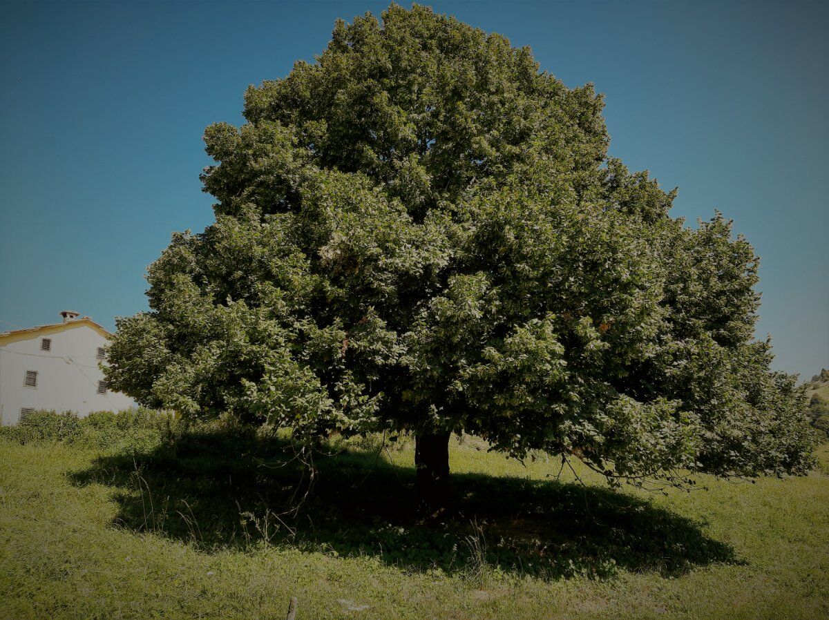 Trekking autunnale nelle Contrade Alte di Roverè Veronese Trekking autunnale nelle Contrade Alte di Roverè Veronese desktop picture