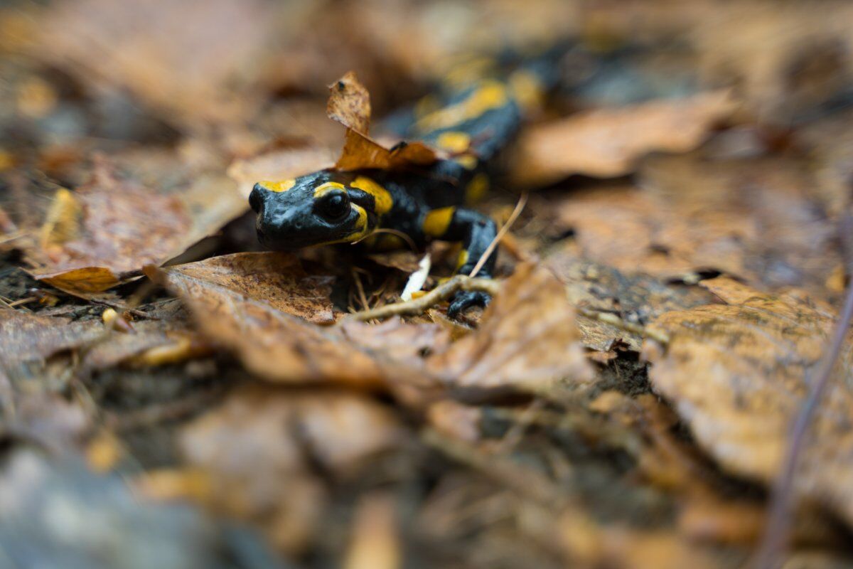 Escursione in Val di Zoldo: il Vach e Colcerver Escursione in Val di Zoldo: il Vach e Colcerver desktop picture
