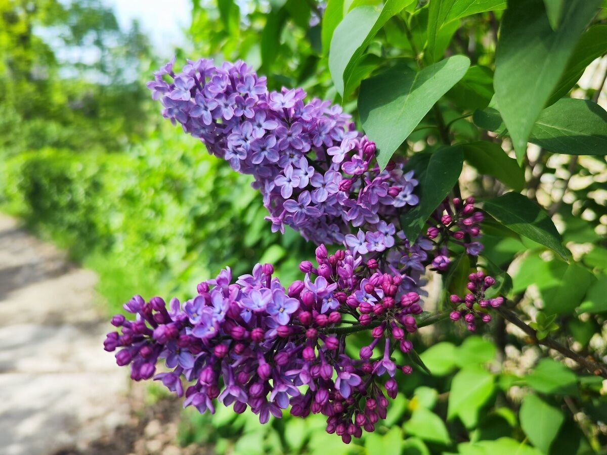 Escursione lungo l'Antica Via Cassia: storia, natura e bellezze medievali Escursione lungo l'Antica Via Cassia: storia, natura e bellezze medievali desktop picture