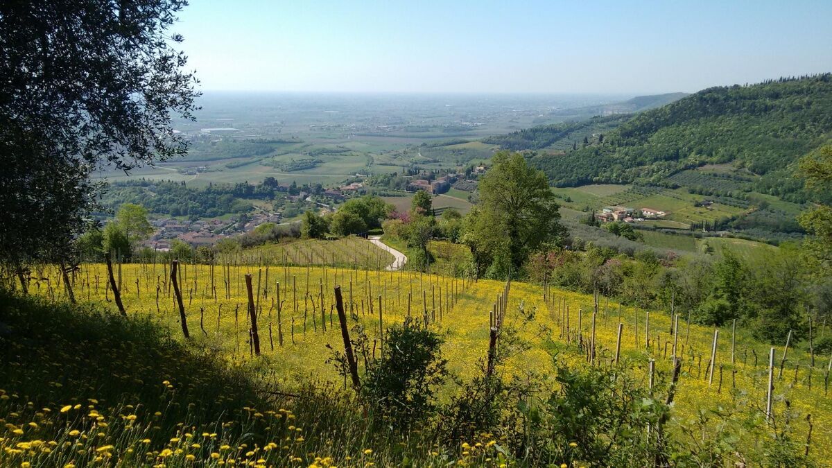 Colli Berici: la natura e la storia di San Germano dei Berici in Val Liona Colli Berici: la natura e la storia di San Germano dei Berici in Val Liona desktop picture