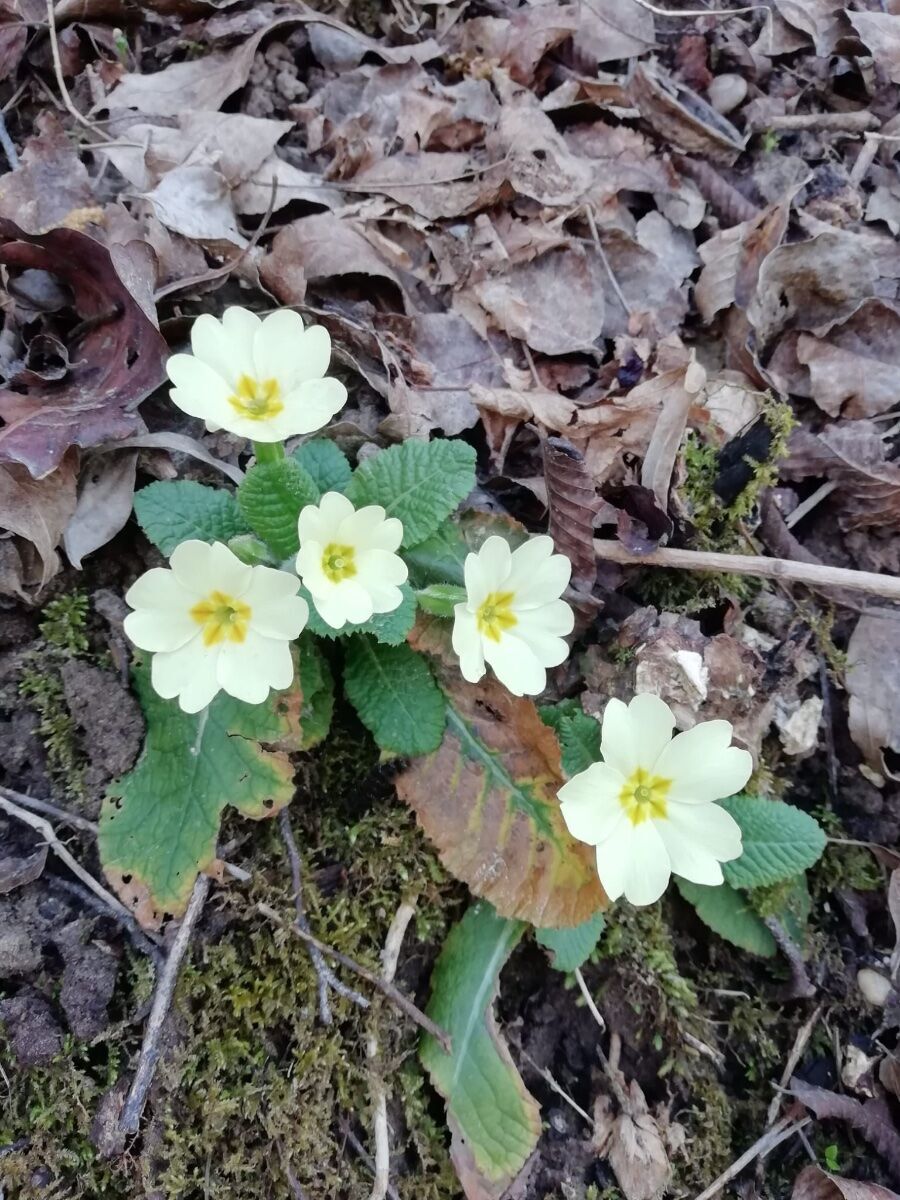 Escursione sui Colli Asolani con pranzo in Osteria: da Coste di Maser ad Asolo Escursione sui Colli Asolani con pranzo in Osteria: da Coste di Maser ad Asolo desktop picture