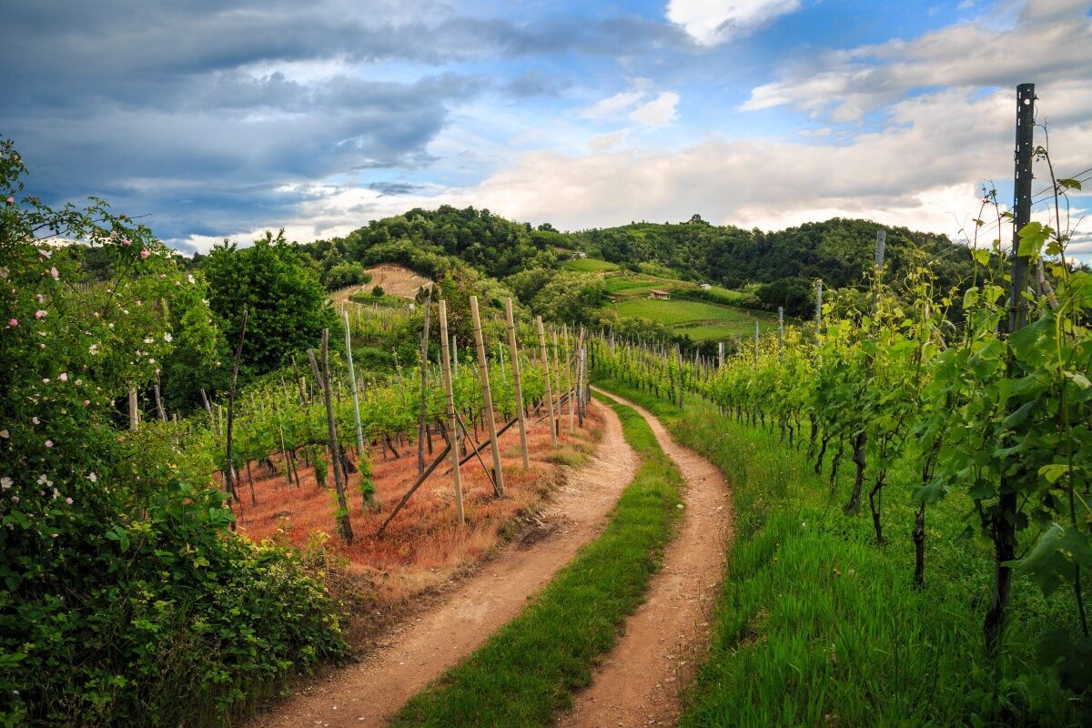Trekking panoramico tra le vigne di Gattinara Trekking panoramico tra le vigne di Gattinara desktop picture