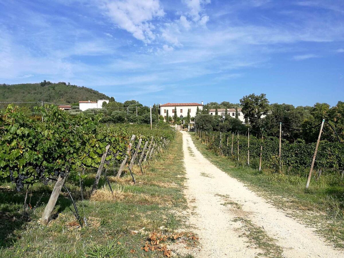 Trekking e Degustazione di vini sui Colli Euganei desktop picture