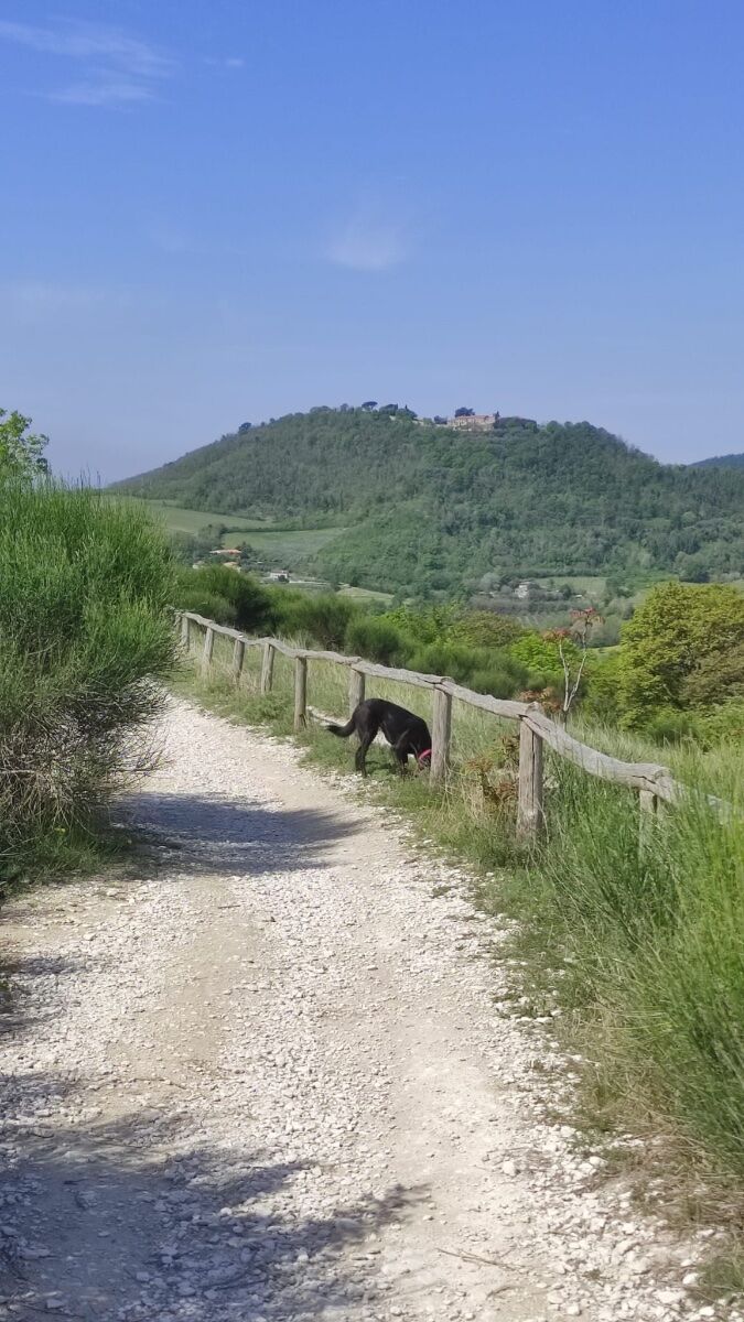 Trekking e Degustazione di vini sui Colli Euganei desktop picture