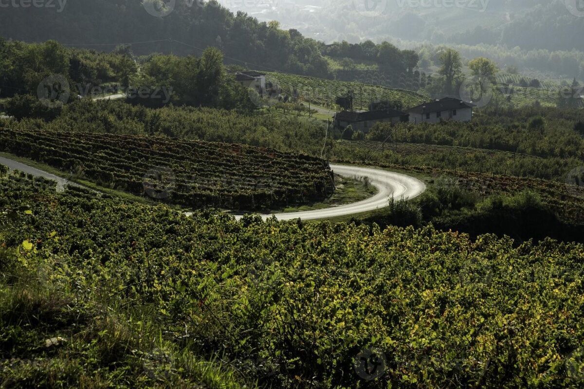 Escursione ad anello e Big Bench tra i vigneti di Moscato Escursione ad anello e Big Bench tra i vigneti di Moscato desktop picture