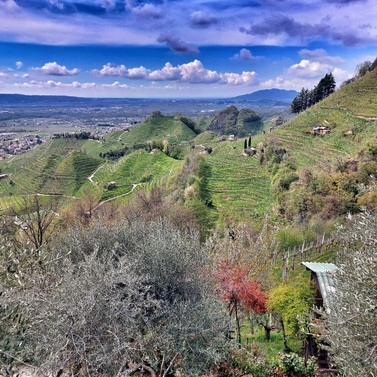 Anello tra le Colline del Prosecco: vigneti, cascatelle e santuari desktop picture