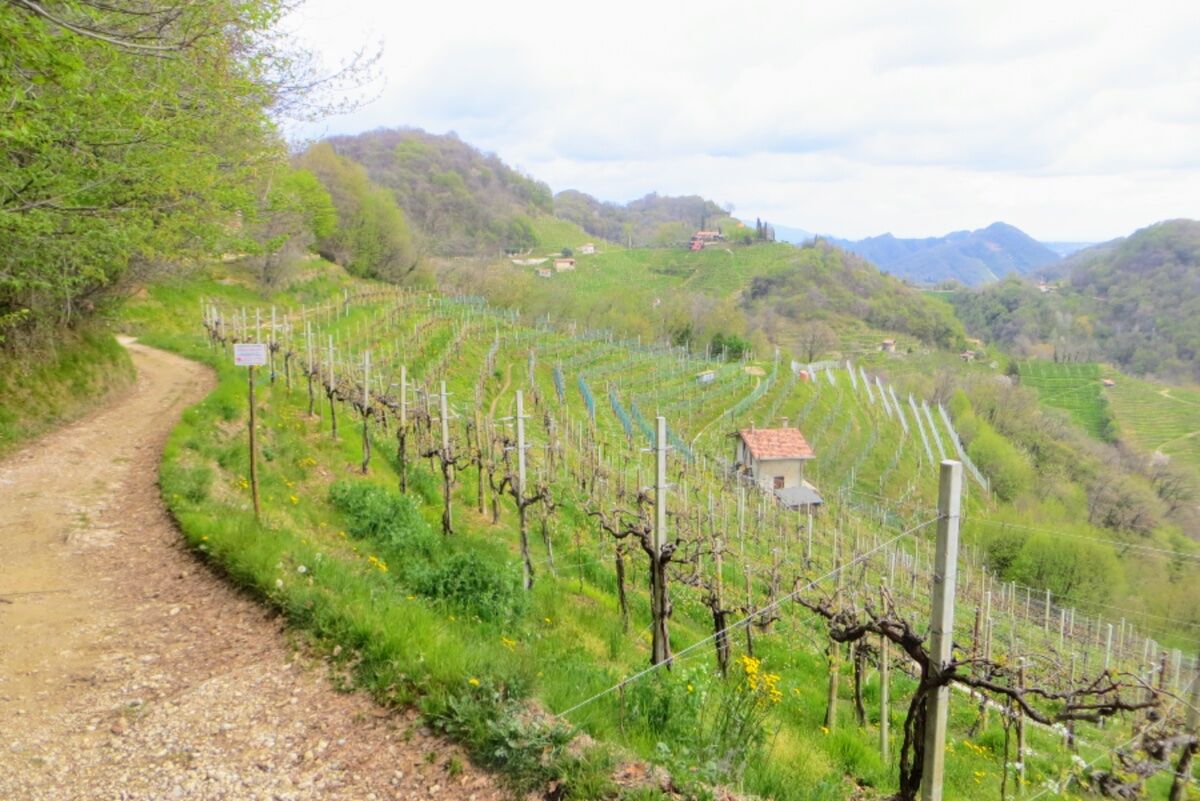 Anello tra le Colline del Prosecco: vigneti, cascatelle e santuari desktop picture