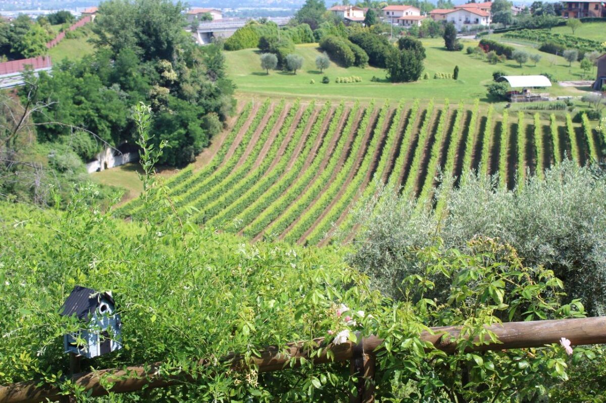 Anello tra le Colline del Prosecco: vigneti, cascatelle e santuari desktop picture