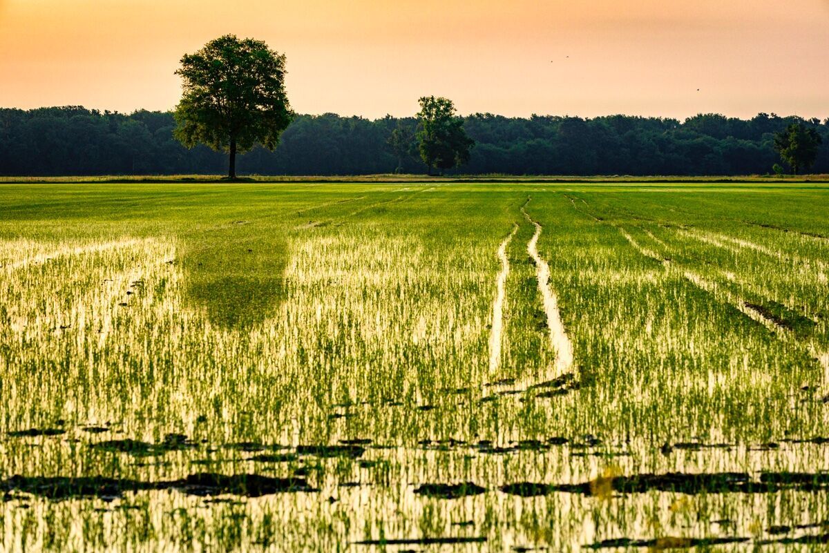 Pasquetta nel Bosco delle Sorti e della Partecipanza Pasquetta nel Bosco delle Sorti e della Partecipanza desktop picture