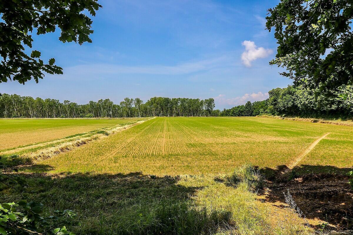 Pasquetta nel Bosco delle Sorti e della Partecipanza Pasquetta nel Bosco delle Sorti e della Partecipanza desktop picture