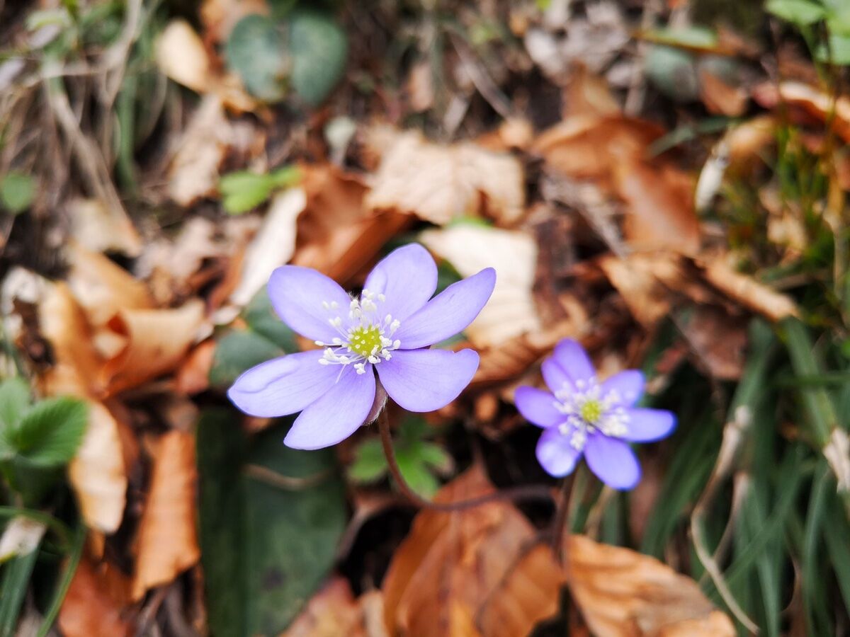 Itinerario tra i tre bivacchi: Loff, Vallon Scuro e Costa Curta Itinerario tra i tre bivacchi: Loff, Vallon Scuro e Costa Curta desktop picture