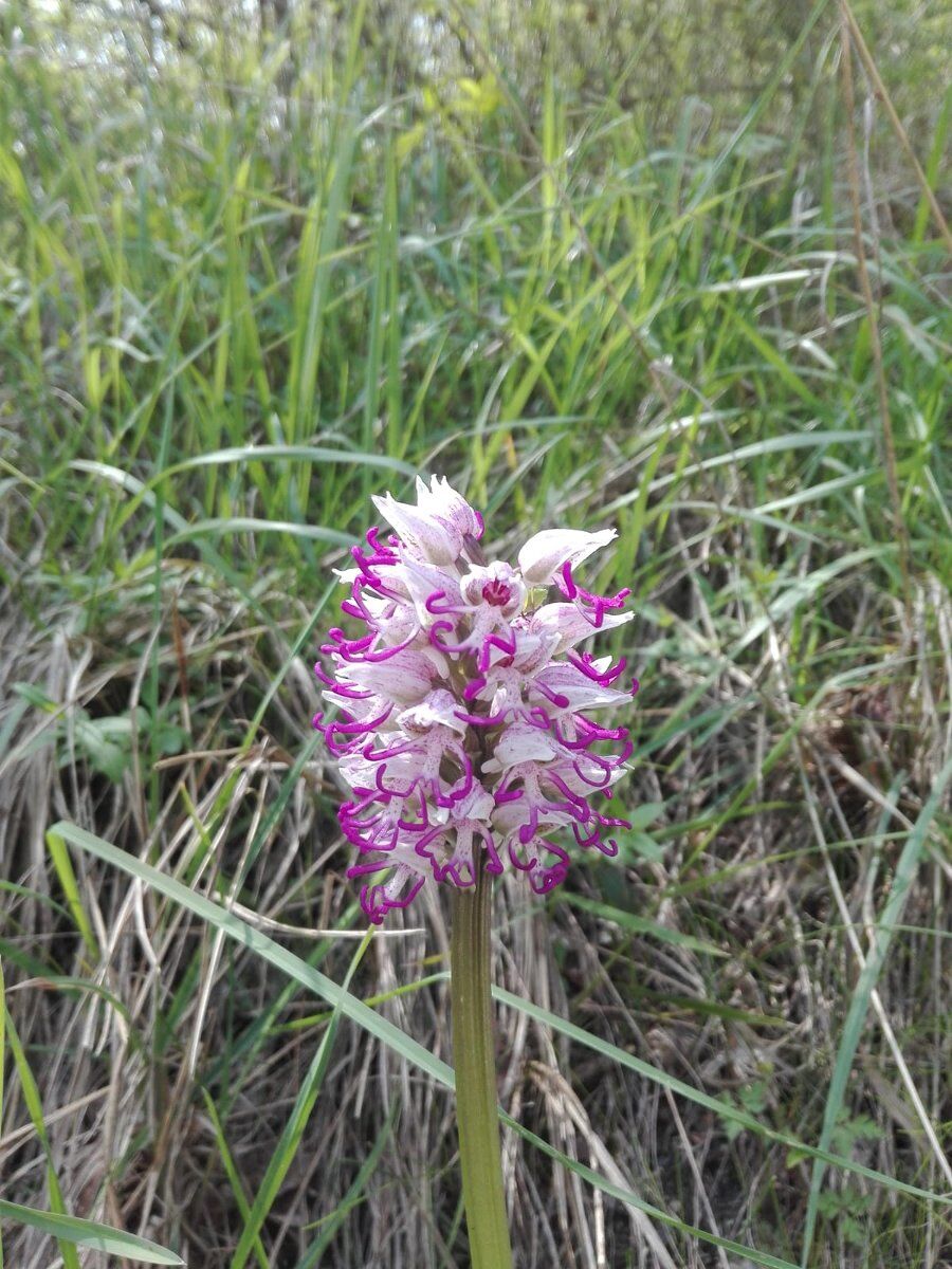 Alla scoperta delle bellissime Orchidee selvatiche dei Colli Euganei ed altri fiori desktop picture