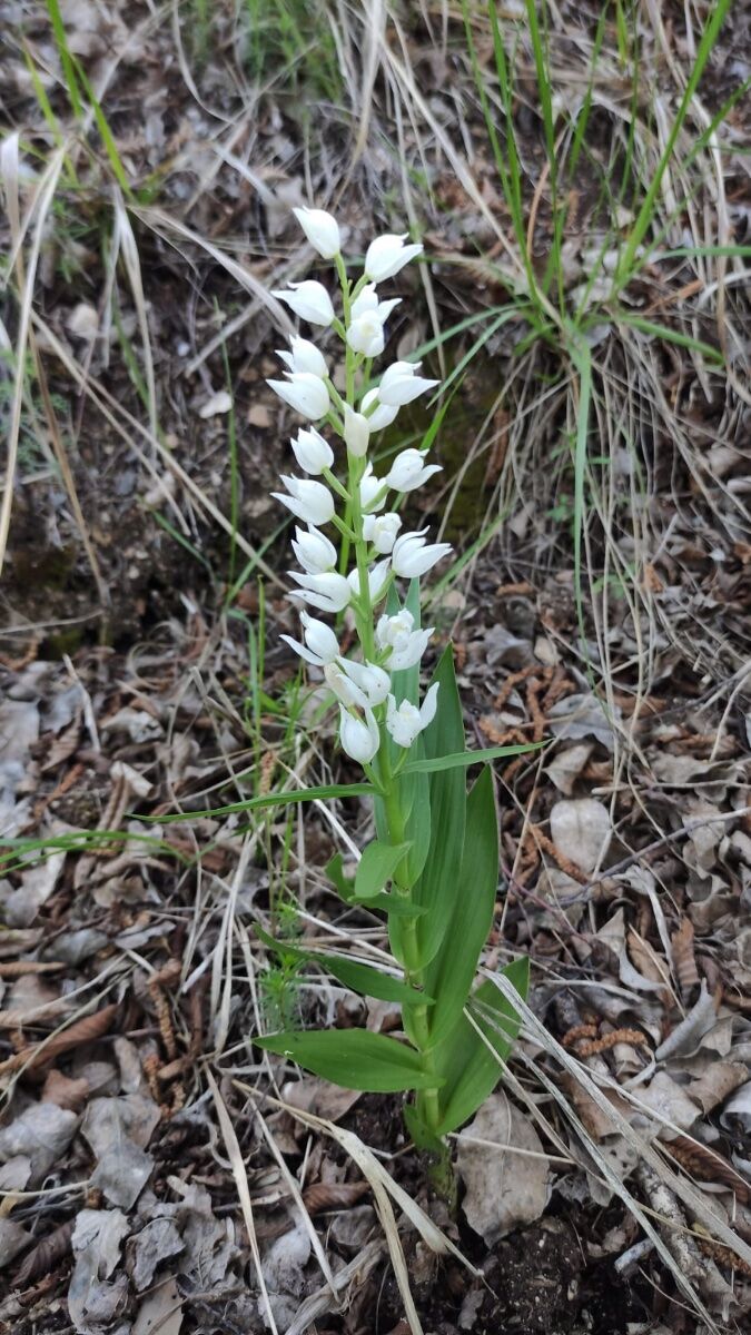 Alla scoperta delle bellissime Orchidee selvatiche dei Colli Euganei ed altri fiori Alla scoperta delle bellissime Orchidee selvatiche dei Colli Euganei ed altri fiori desktop picture