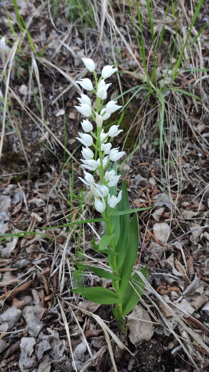 Alla scoperta delle bellissime Orchidee selvatiche dei Colli Euganei ed altri fiori desktop picture