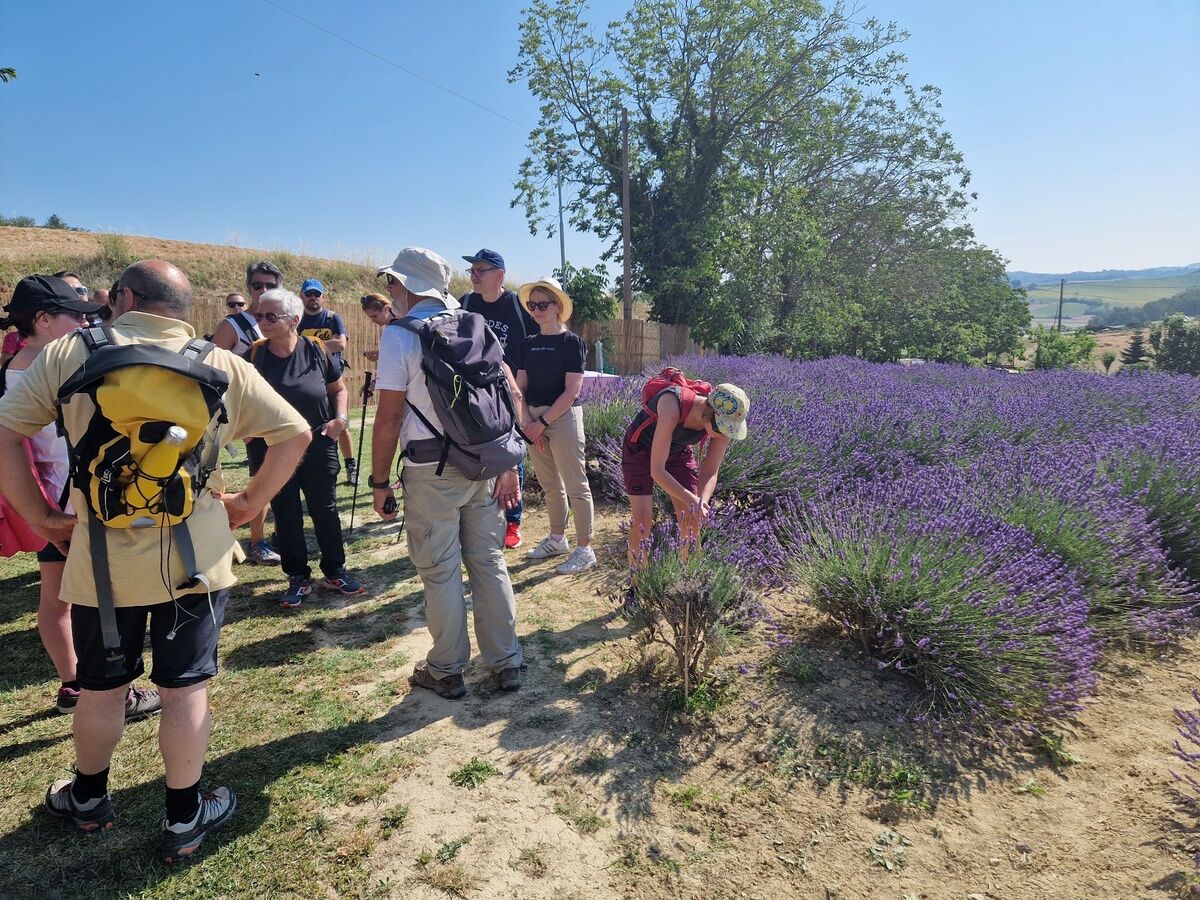 Escursione tra castelli e campi di lavanda del Monferrato Escursione tra castelli e campi di lavanda del Monferrato desktop picture
