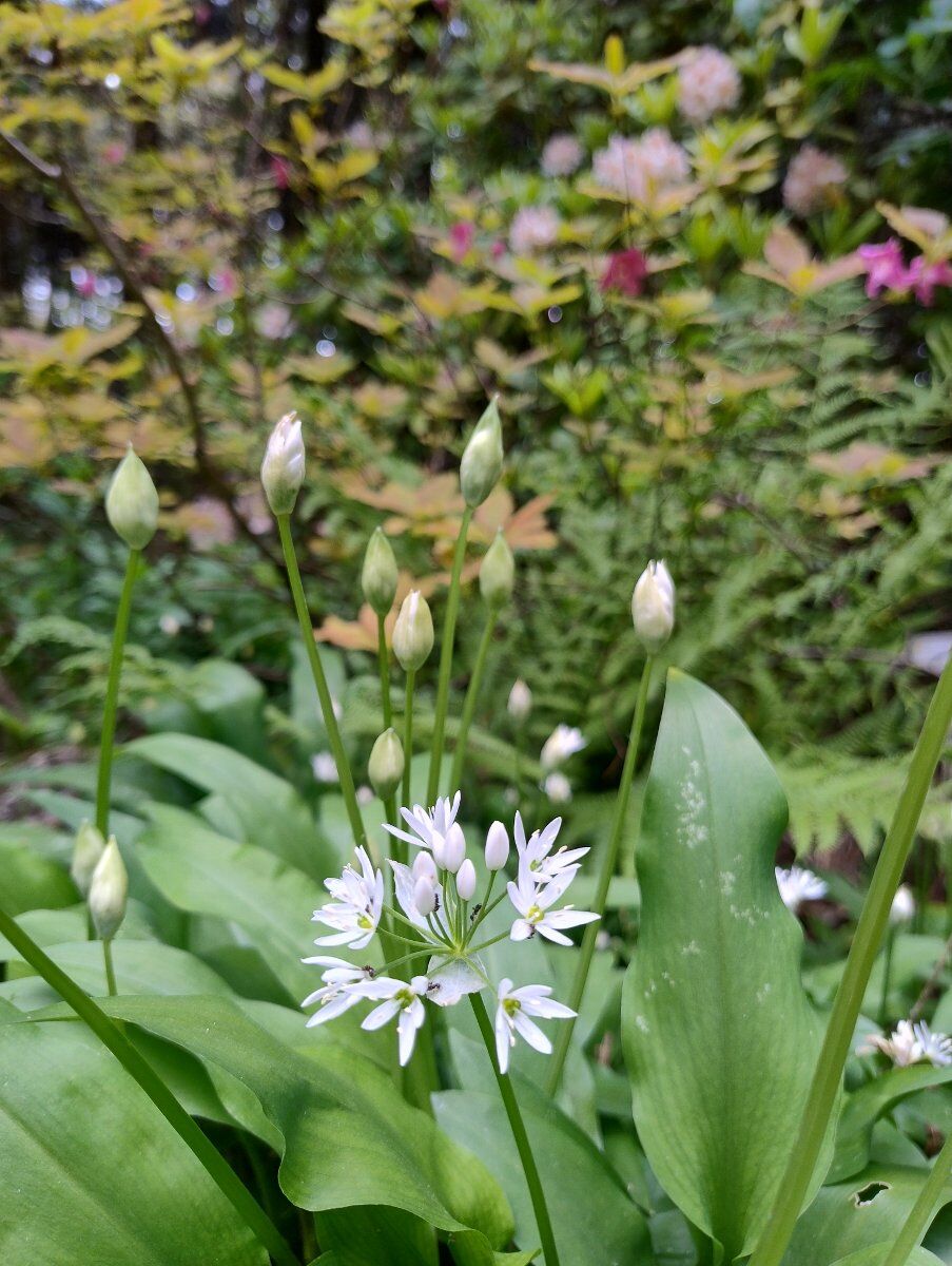 Giornata nel Giardino Botanico Alpino di Romagnese con picnic nel bosco Giornata nel Giardino Botanico Alpino di Romagnese con picnic nel bosco desktop picture