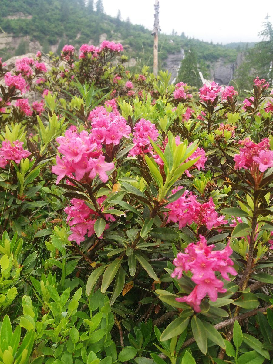 Giro ad anello ai Laghi Verdi e al Lago Paschiet Giro ad anello ai Laghi Verdi e al Lago Paschiet desktop picture