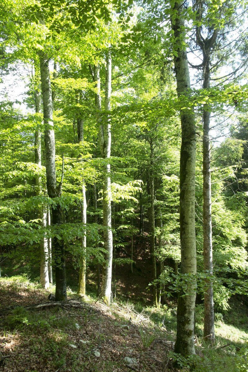 Magico Cansiglio di sera: giardino botanico, trekking e apericena Magico Cansiglio di sera: giardino botanico, trekking e apericena desktop picture