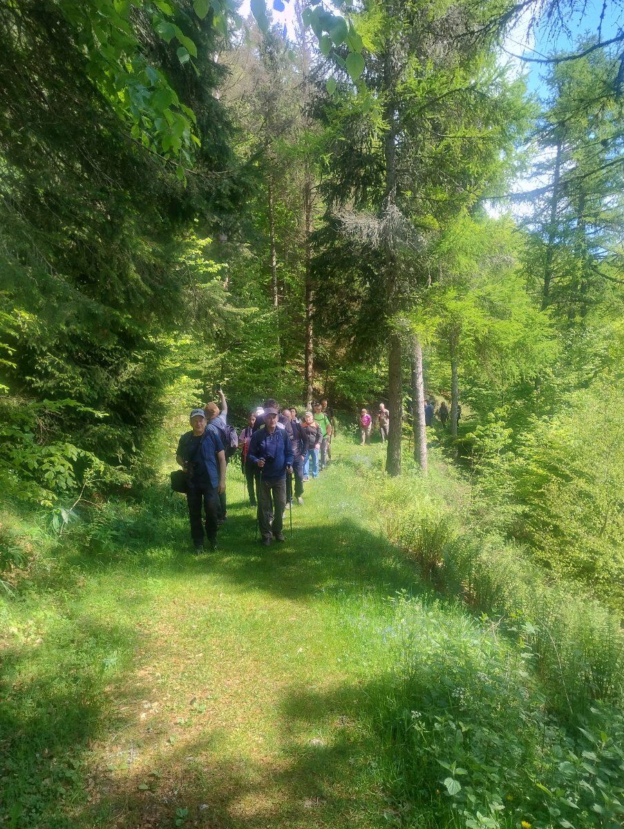 Magico Cansiglio di sera: giardino botanico, trekking e apericena Magico Cansiglio di sera: giardino botanico, trekking e apericena desktop picture