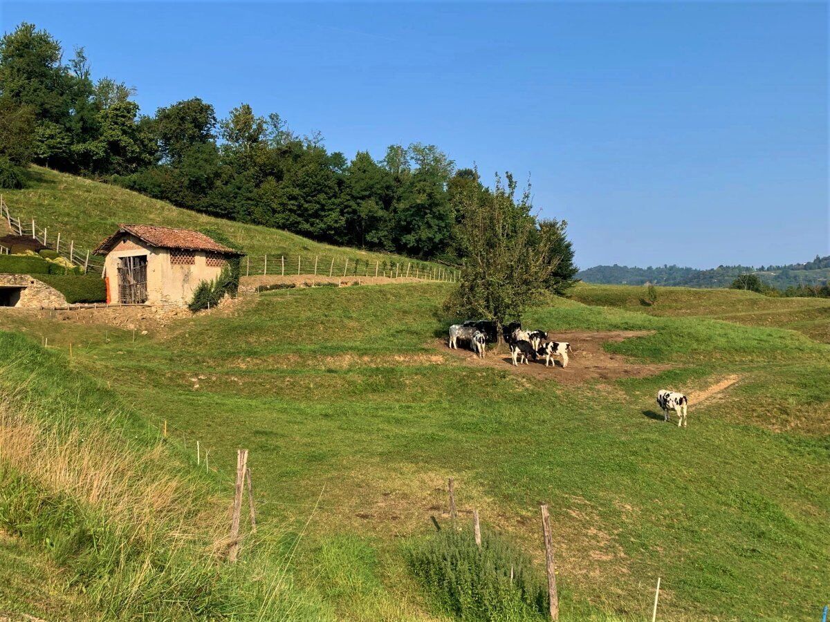 Passeggiata sensoriale nell'incantevole Parco del Curone Passeggiata sensoriale nell'incantevole Parco del Curone desktop picture