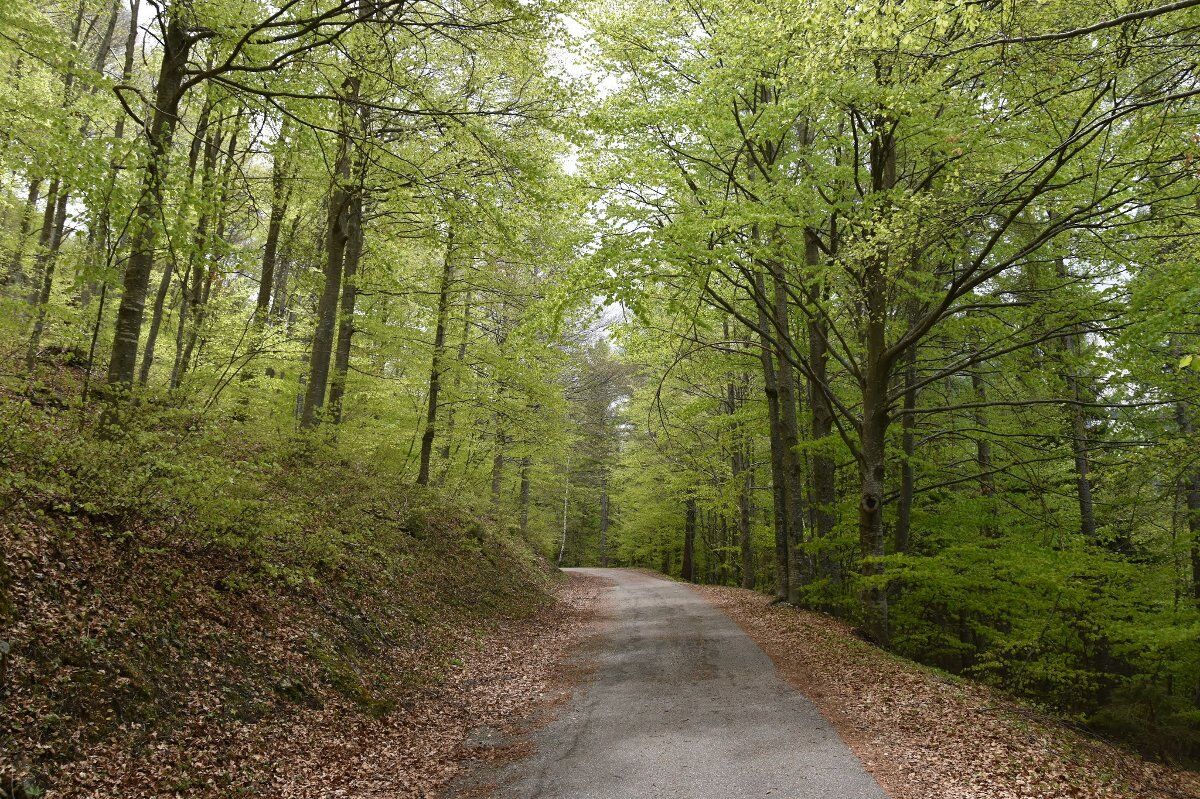 Trekking ad Anello: Pian delle Fugazze e il Ponte Tibetano Trekking ad Anello: Pian delle Fugazze e il Ponte Tibetano desktop picture
