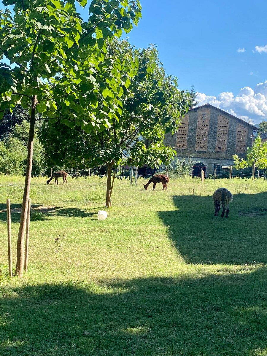 Raccolta di Castagne nel millenario Castagneto di Marola Raccolta di Castagne nel millenario Castagneto di Marola desktop picture