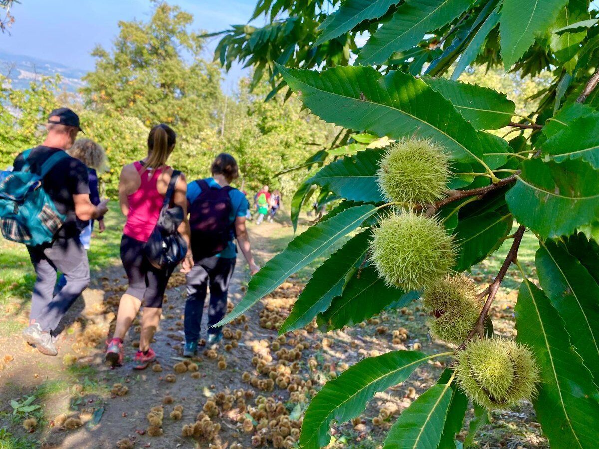 Raccolta di Castagne nel millenario Castagneto di Marola Raccolta di Castagne nel millenario Castagneto di Marola desktop picture