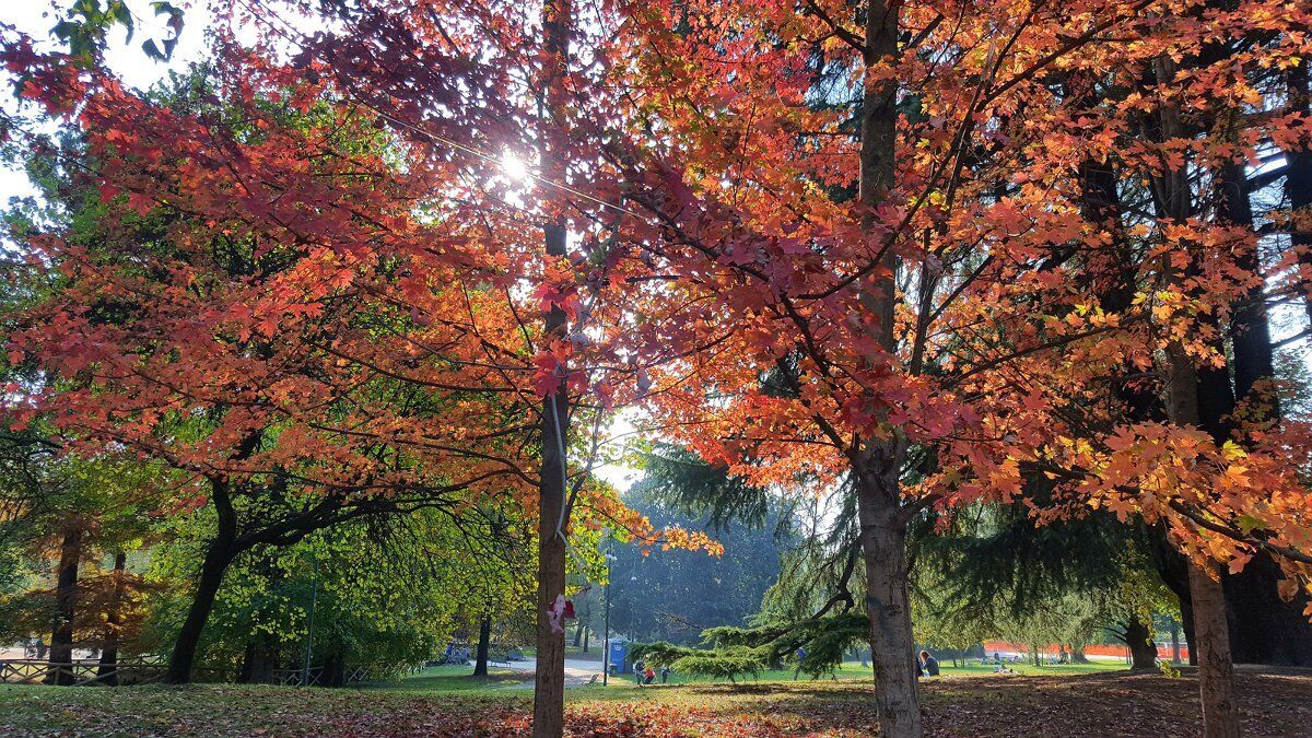 Foliage d'Autunno a Parco Sempione: tra Arte e Natura Foliage d'Autunno a Parco Sempione: tra Arte e Natura desktop picture