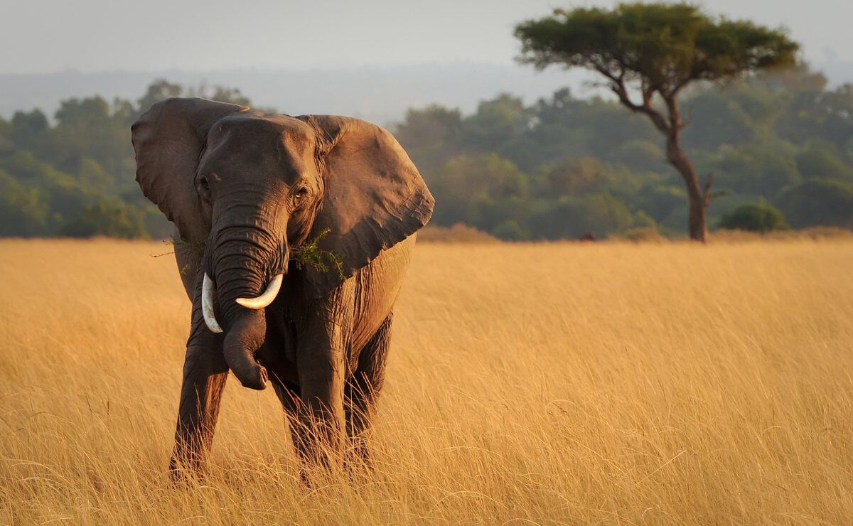 Viaggio di gruppo in Kenya Viaggio di gruppo in Kenya desktop picture