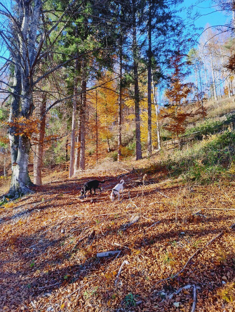 Val di Sella: Arte e Natura tra colori e sapori trentini Val di Sella: Arte e Natura tra colori e sapori trentini desktop picture