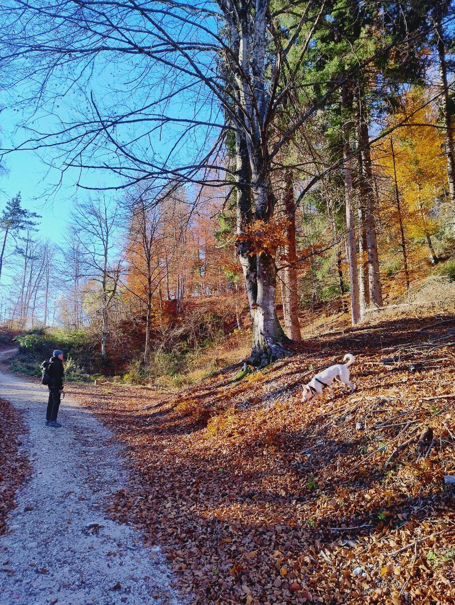 Val di Sella: Arte e Natura tra colori e sapori trentini Val di Sella: Arte e Natura tra colori e sapori trentini desktop picture
