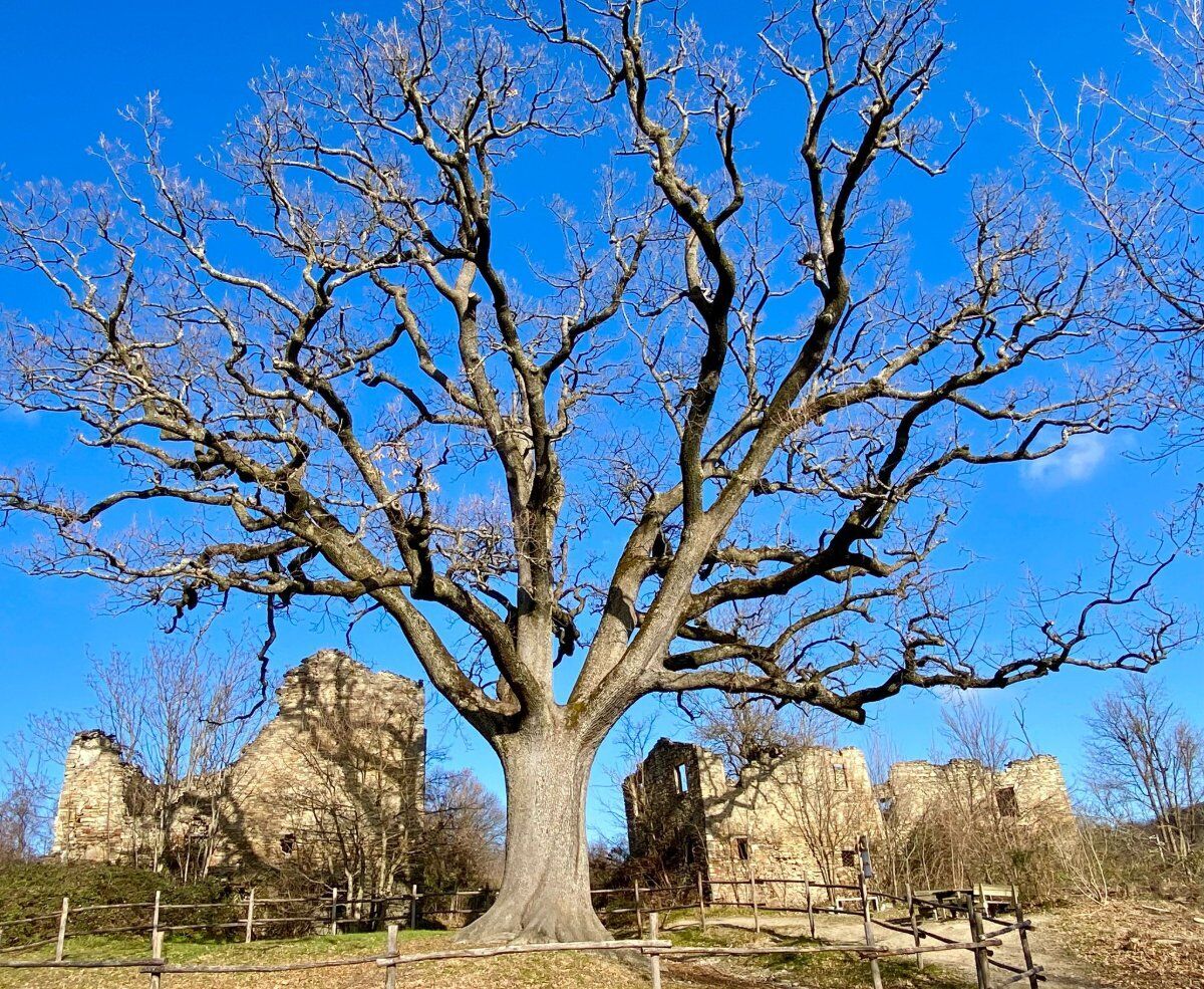 Trek tra laghetti e la Grande Quercia con pizzata finale Trek tra laghetti e la Grande Quercia con pizzata finale desktop picture