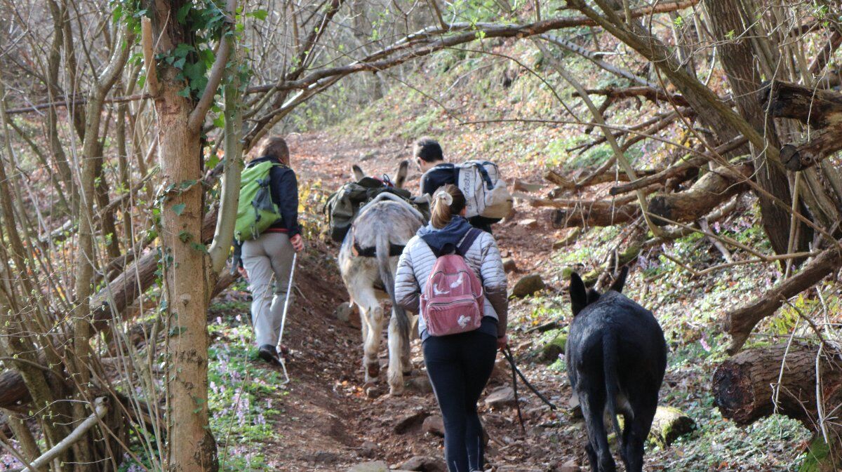Trekking someggiato in collina a passo d'asino Trekking someggiato in collina a passo d'asino desktop picture