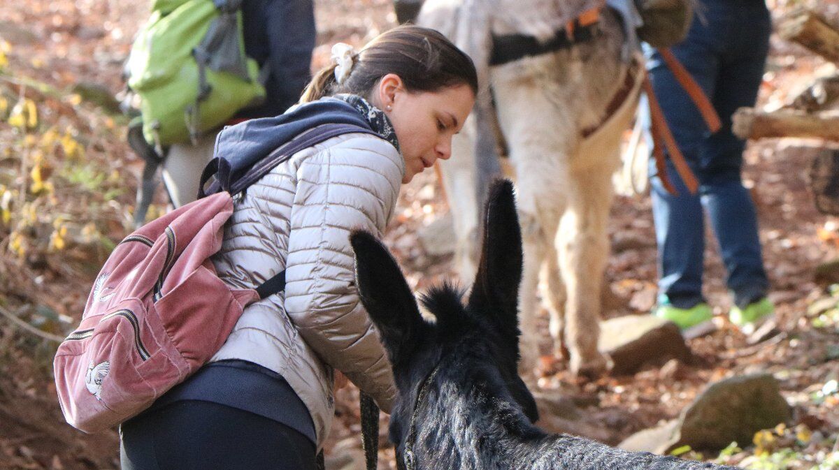 Trekking someggiato in collina a passo d'asino Trekking someggiato in collina a passo d'asino desktop picture